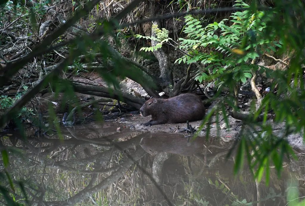 Capivara