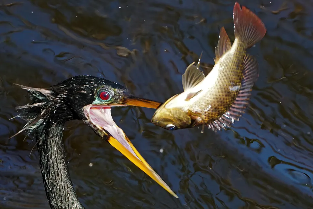 anhinga