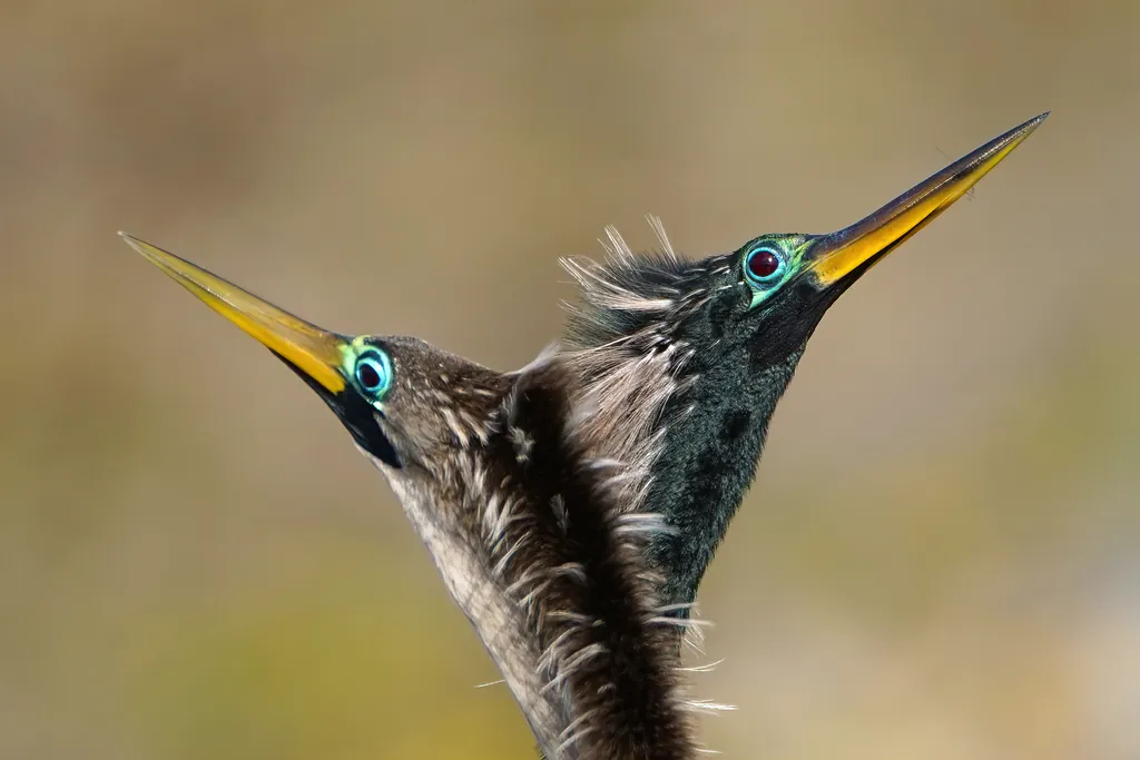 anhinga