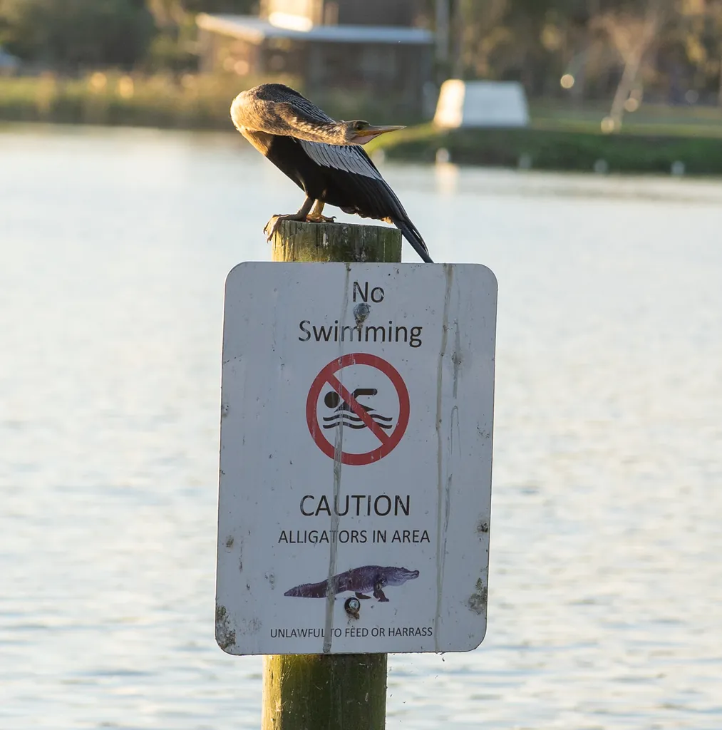 anhinga
