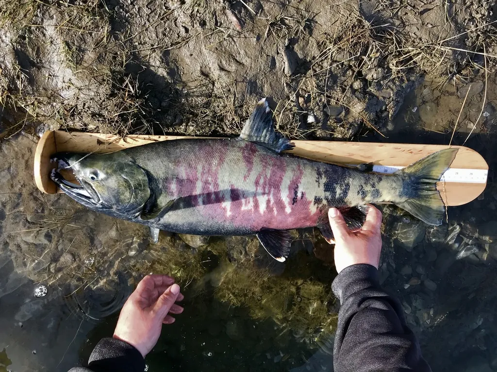 Oncorhynchus keta