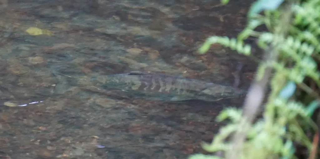 Oncorhynchus keta