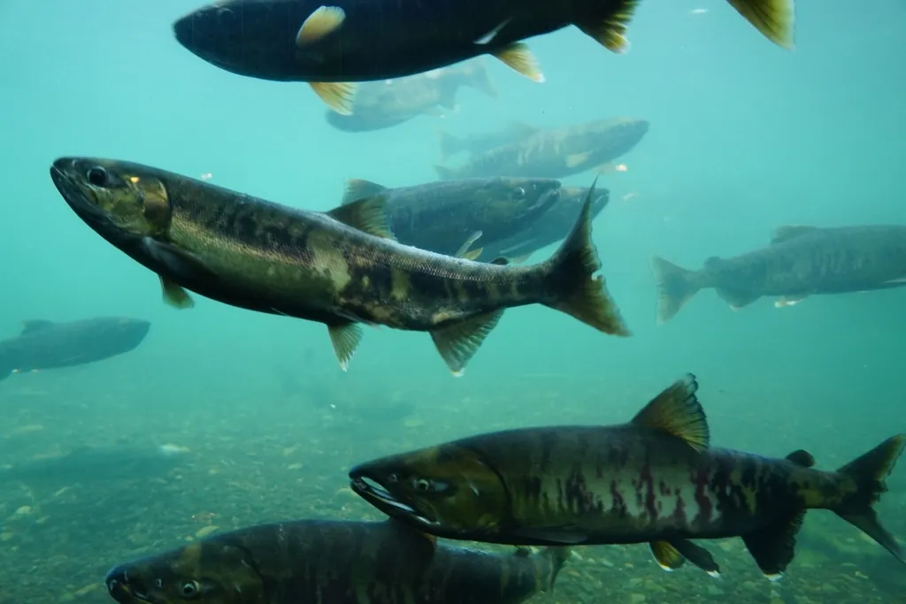 Oncorhynchus keta