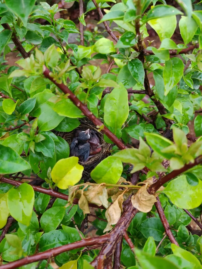 Bulbul-cafre