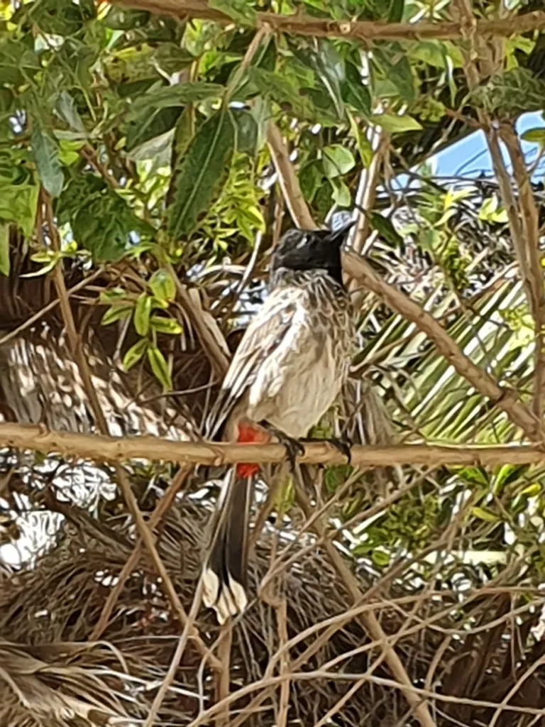 bulbul-cafre