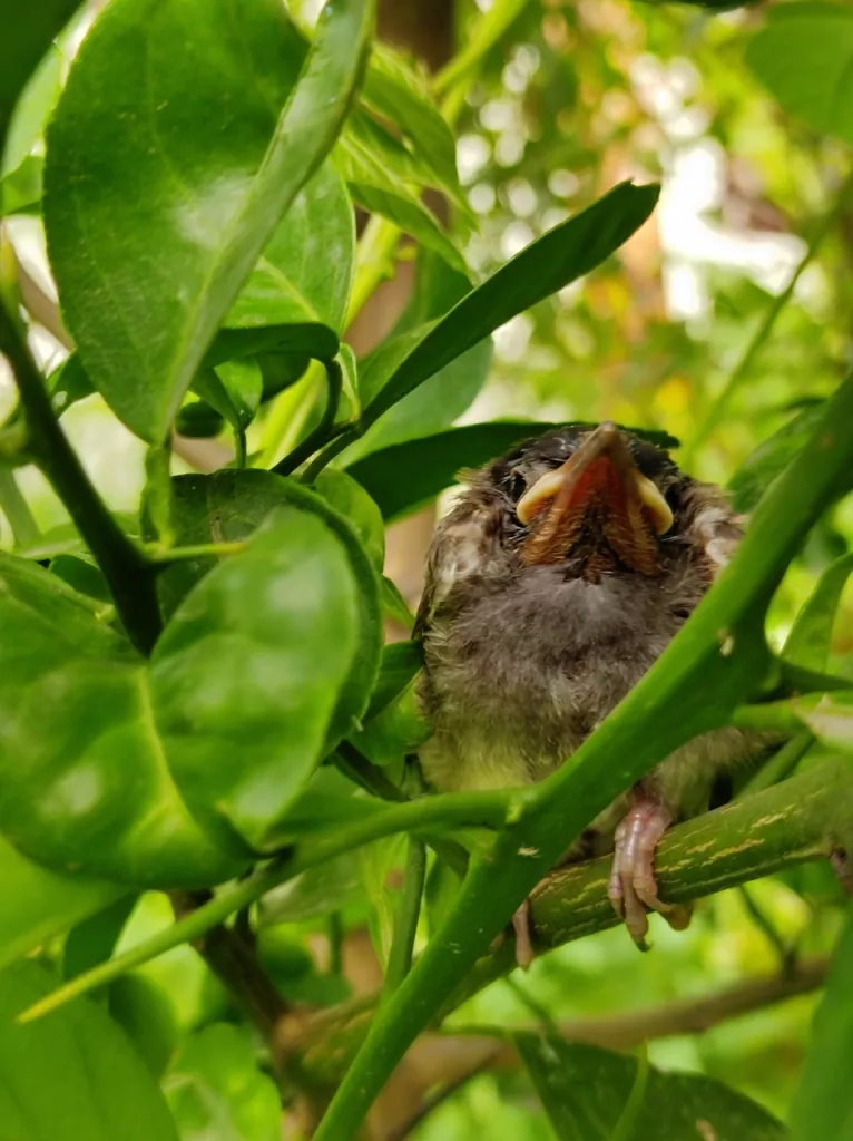 bulbul-cafre