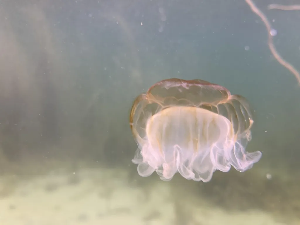 Cyanea capillata
