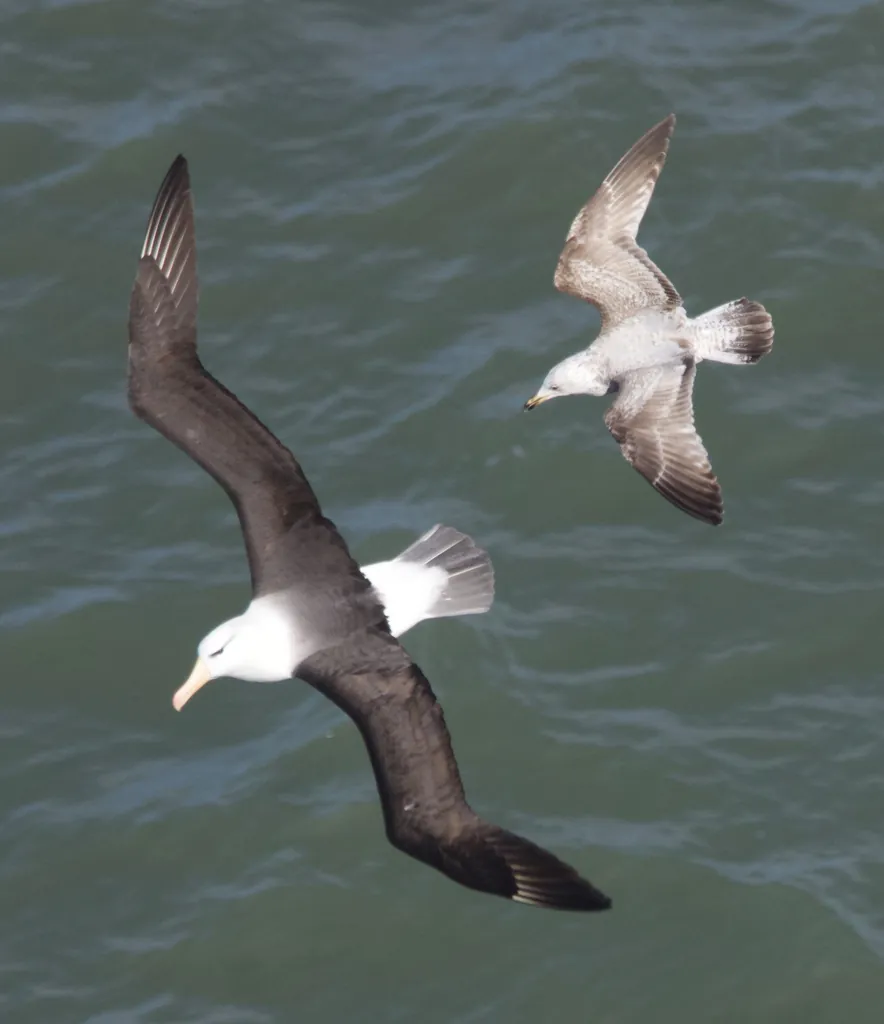 albatroz-de-sobrancelha