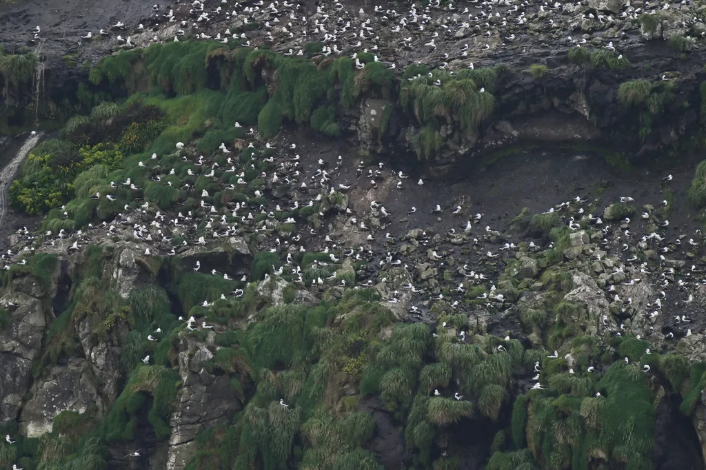 albatroz-de-sobrancelha
