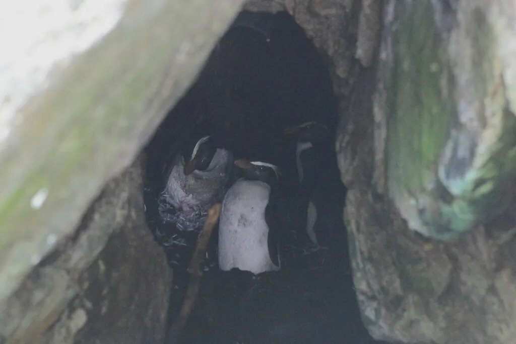 Pinguim-de-fiordland