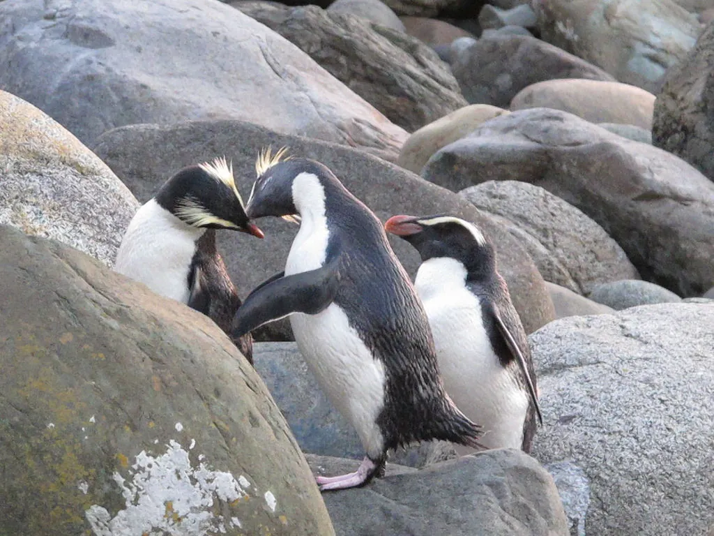Pinguim-de-fiordland