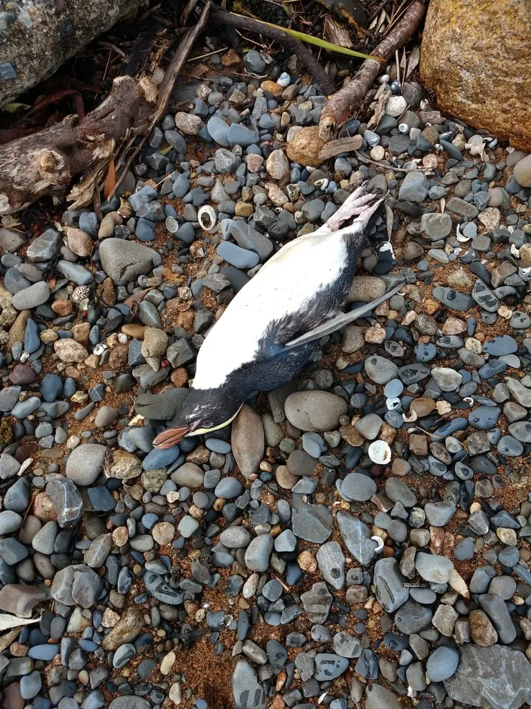 Pinguim-de-fiordland