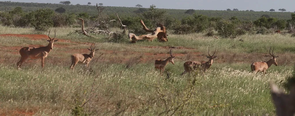 Hirola