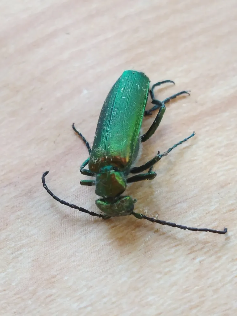 Besouro‑verde‑das‑verrugas