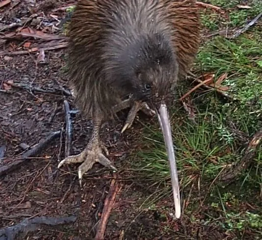 Kiwi-do-sul