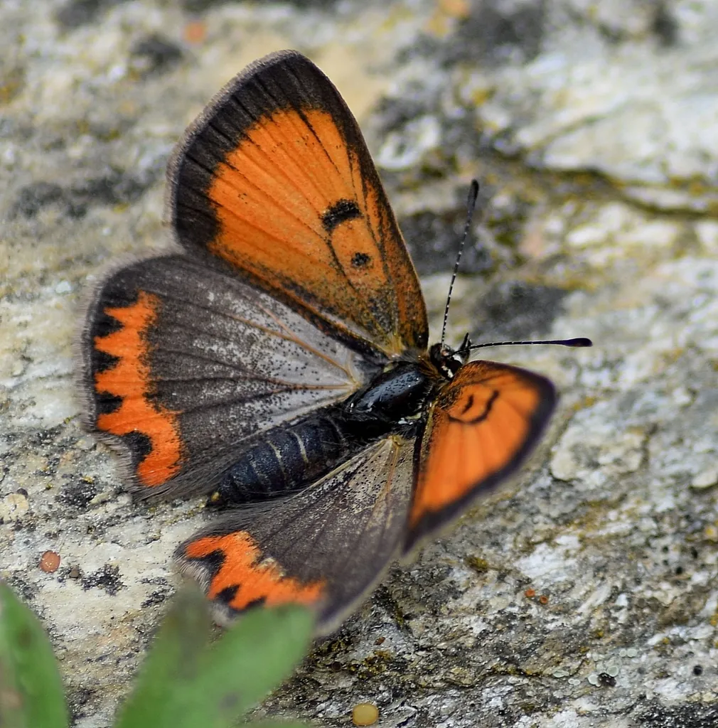 Lycaena phlaeas