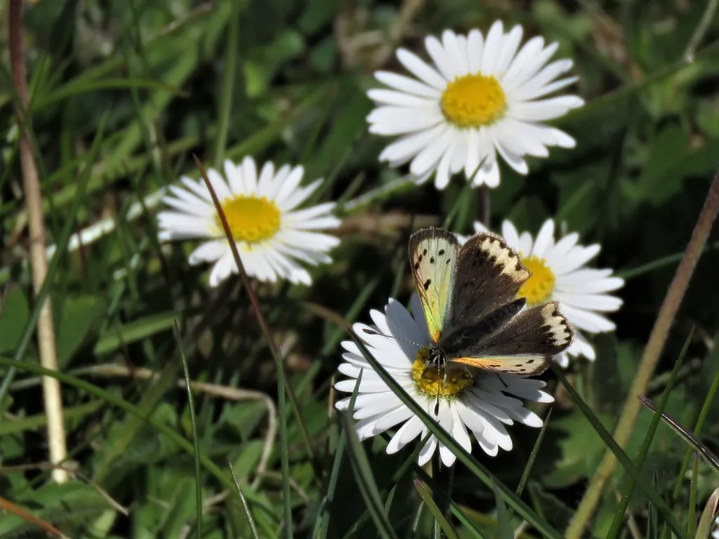 Lycaena phlaeas