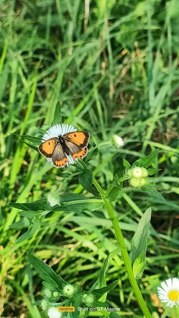 Lycaena phlaeas
