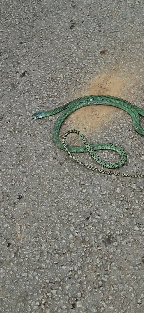 Mamba-verde-ocidental