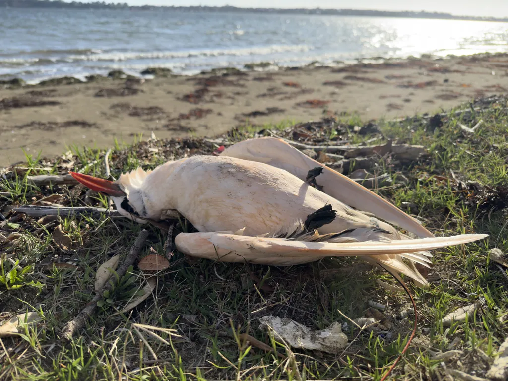 Rabijunco-de-cauda-vermelha