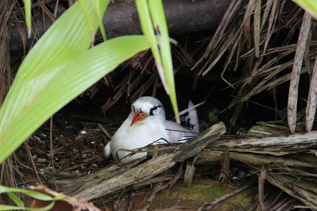rabijunco-de-cauda-vermelha