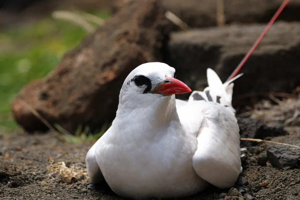 rabijunco-de-cauda-vermelha
