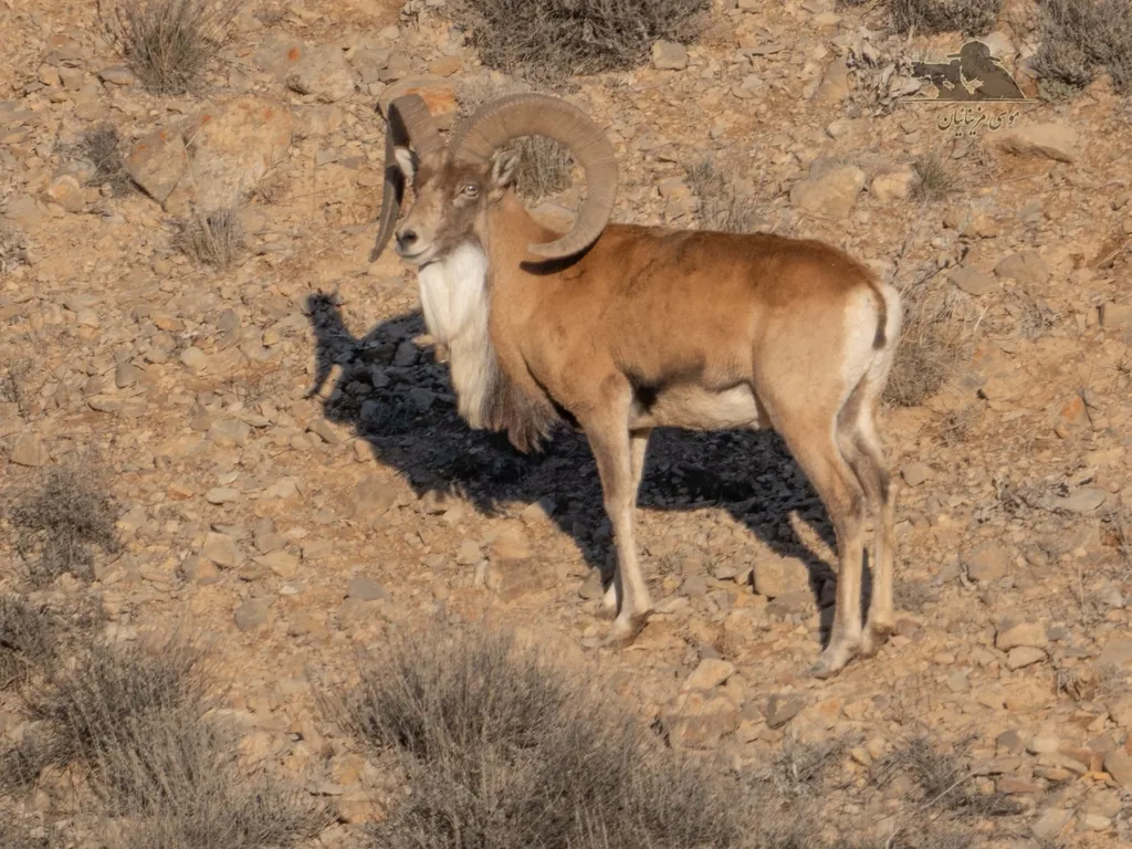 Urial