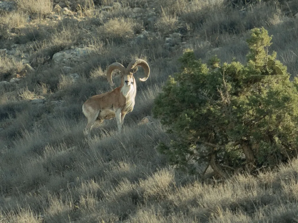 Urial