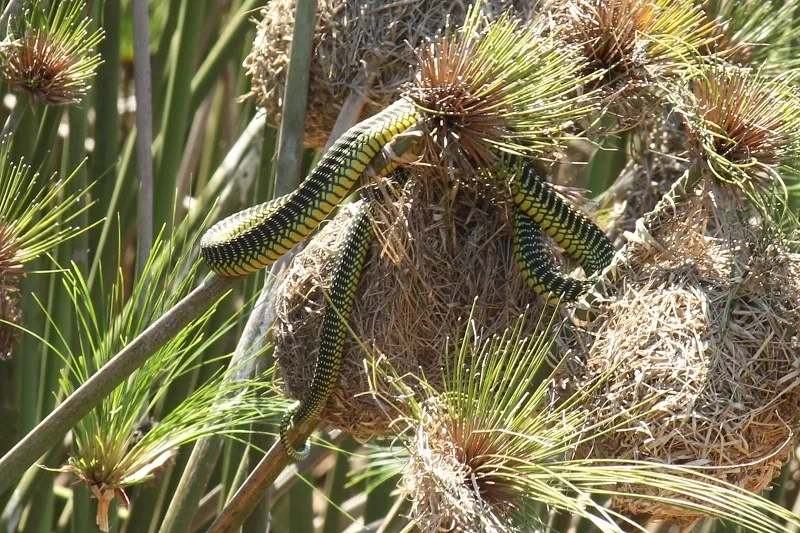 Dispholidus typus