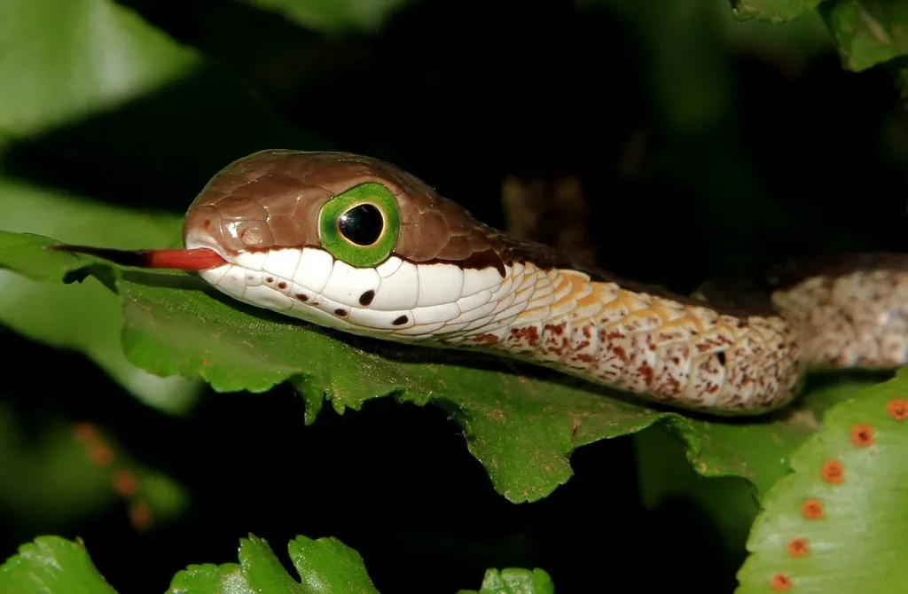 Dispholidus typus