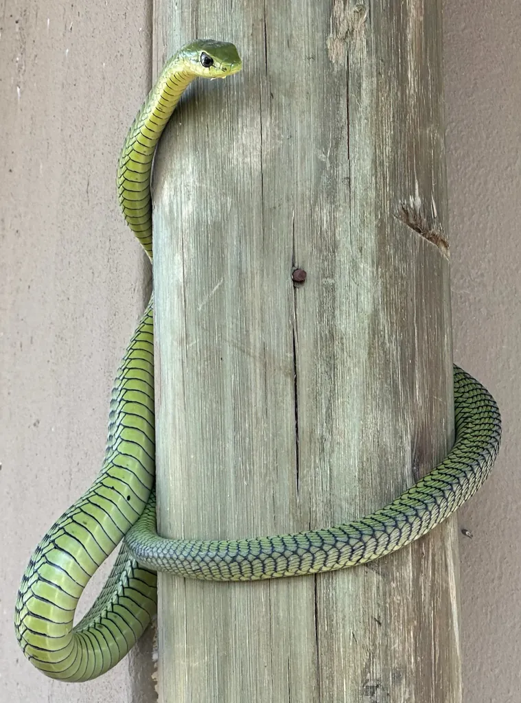 Dispholidus typus