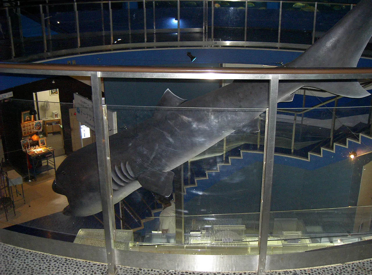 Tubarão-boca-grande