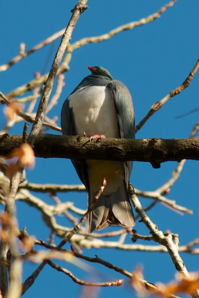 pombo-maori