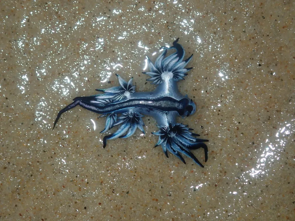 Dragão-Azul