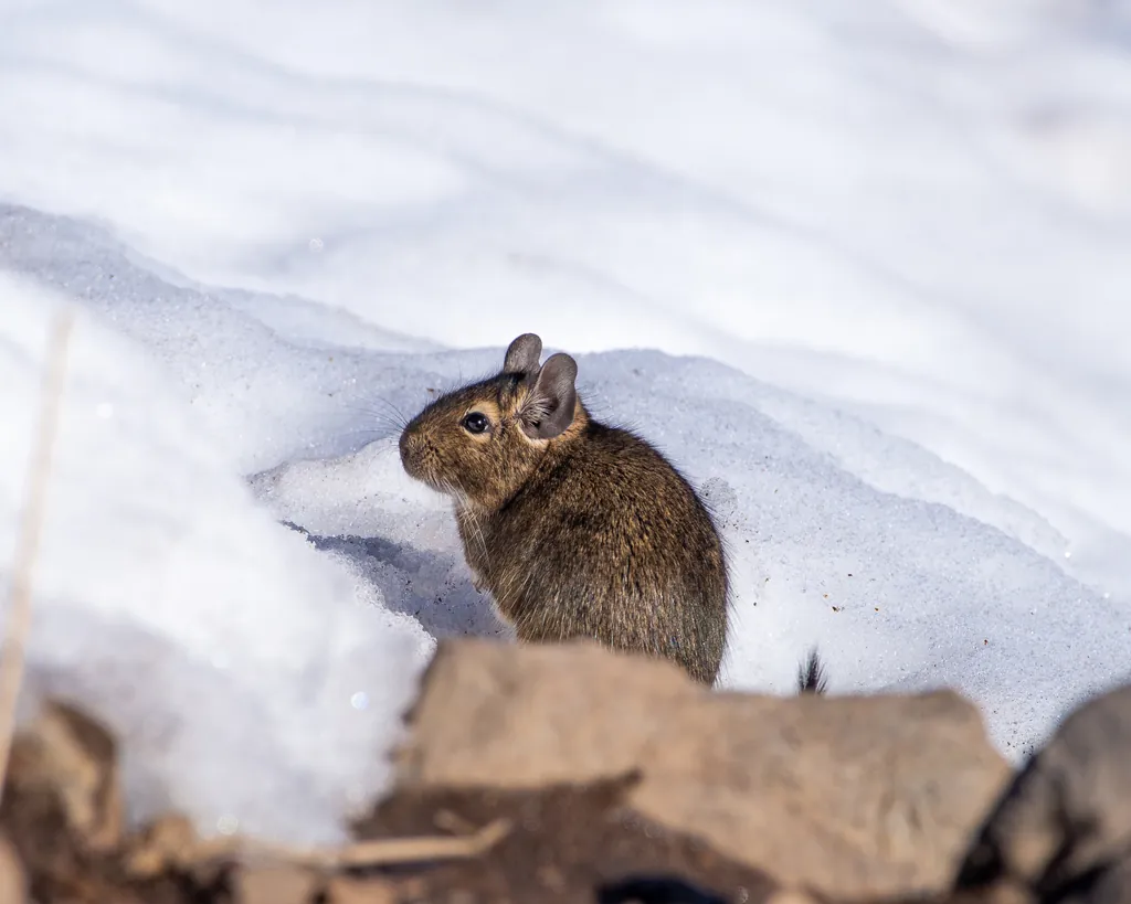 Octodon degus