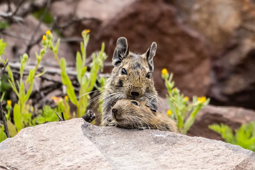 Octodon degus