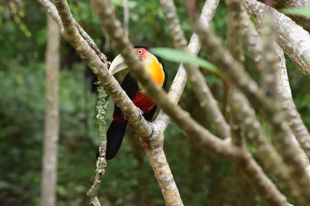 Tucano-bicolor