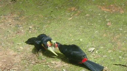 tucano-bicolor