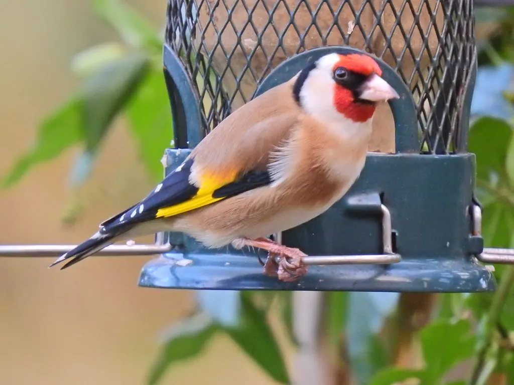 Carduelis carduelis