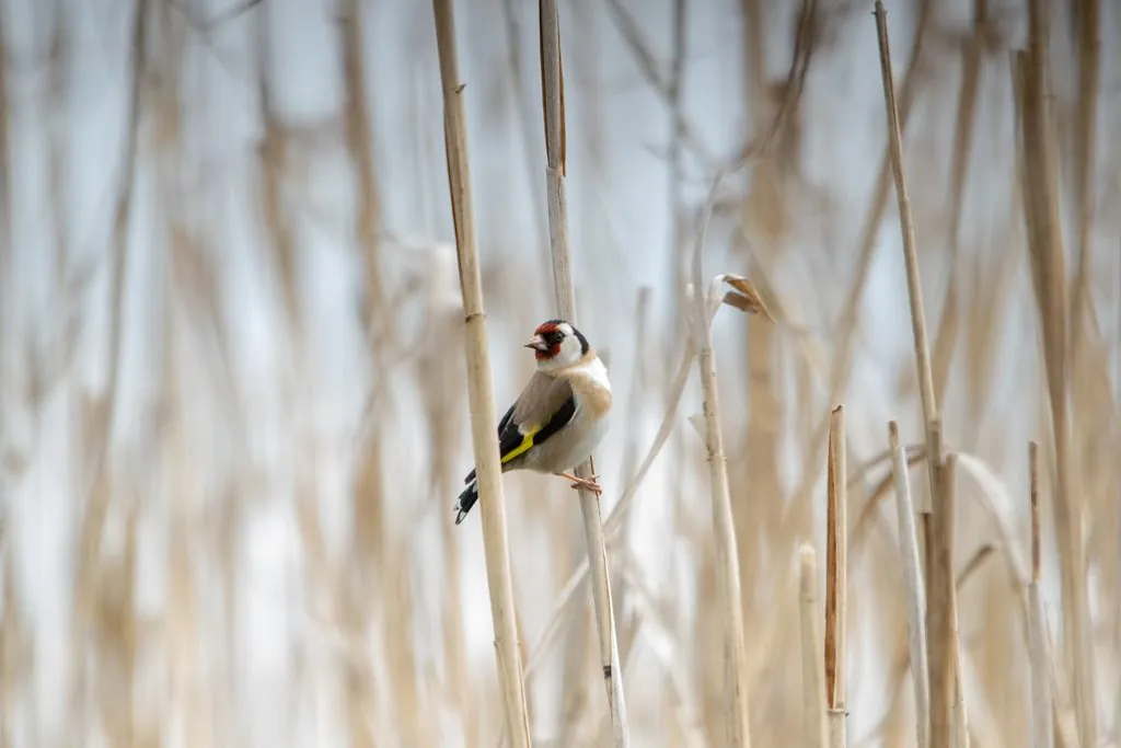 Carduelis carduelis