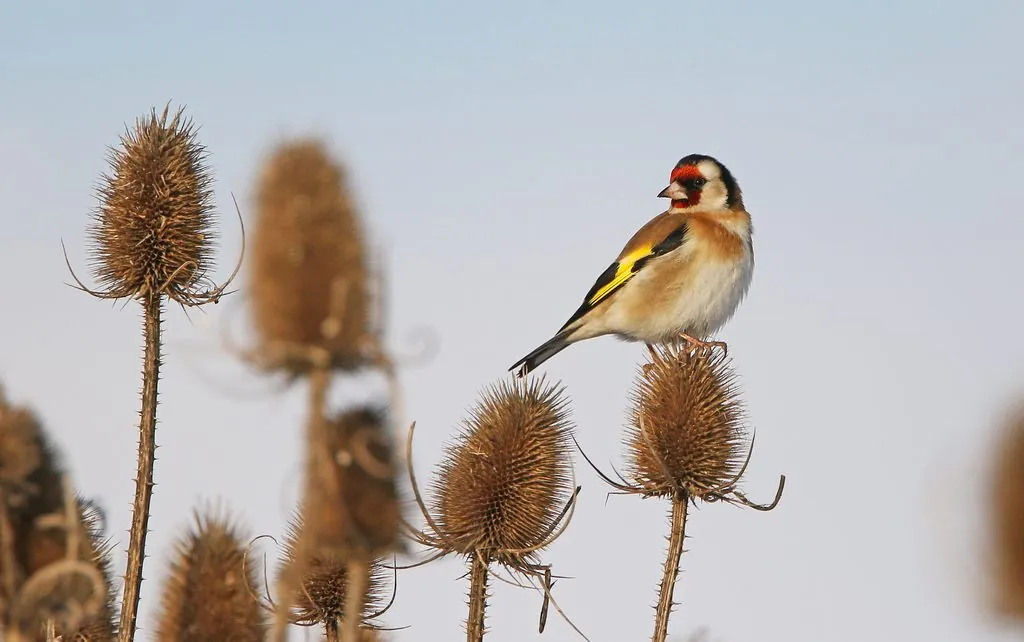 Carduelis carduelis