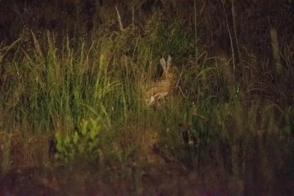 Lepus granatensis