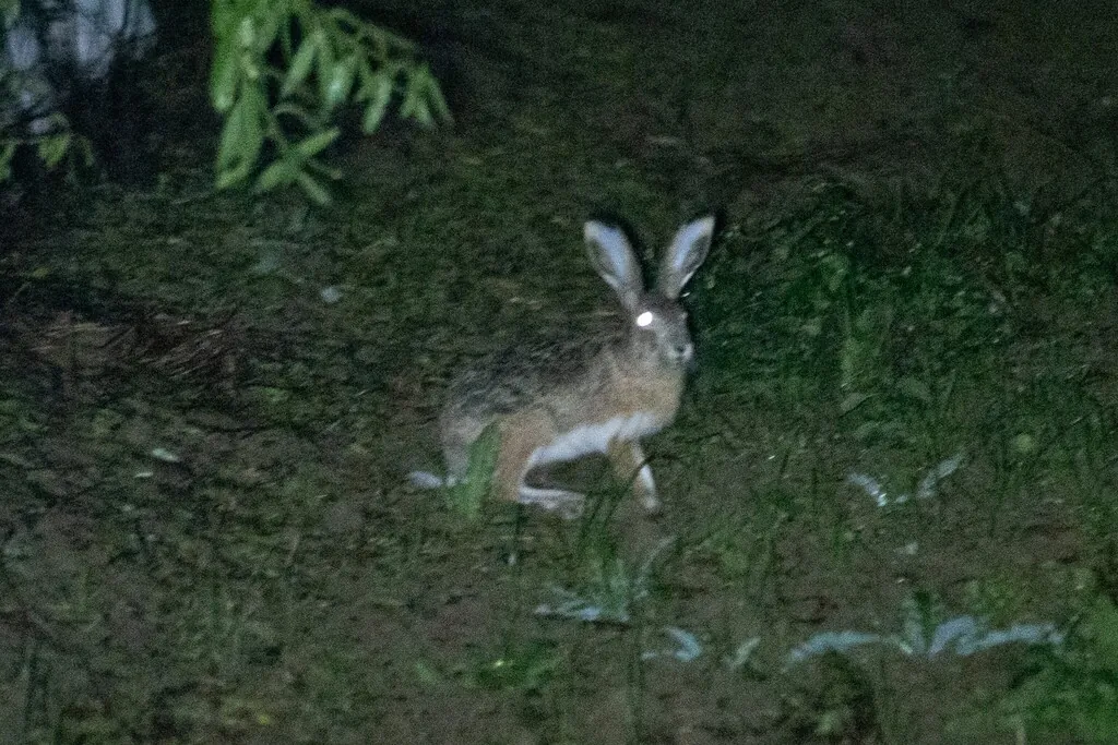 Lepus granatensis