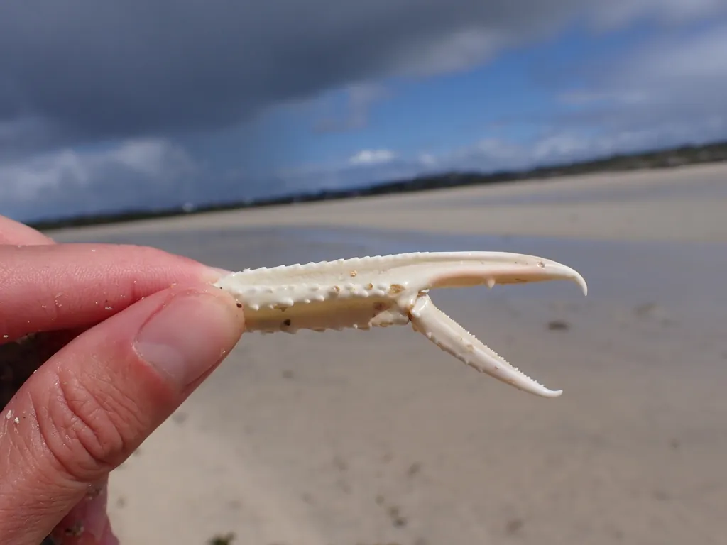 Nephrops norvegicus