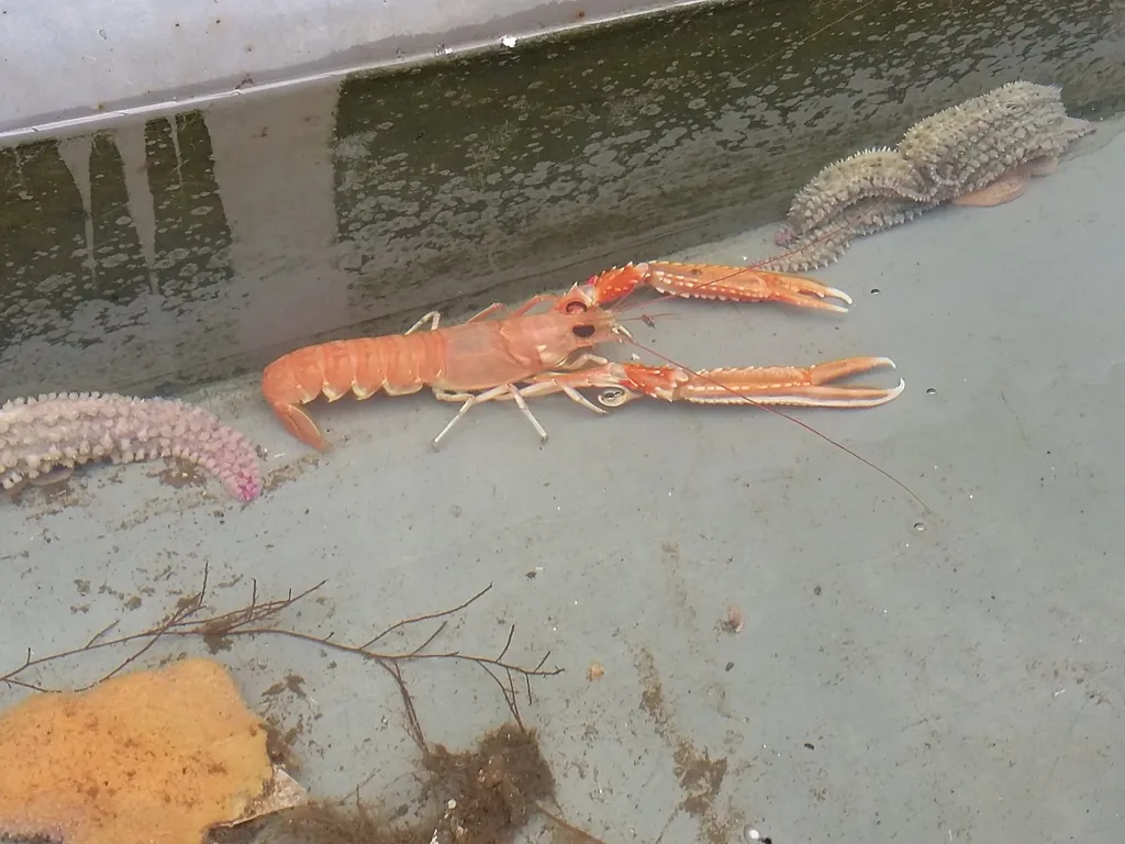 Nephrops norvegicus