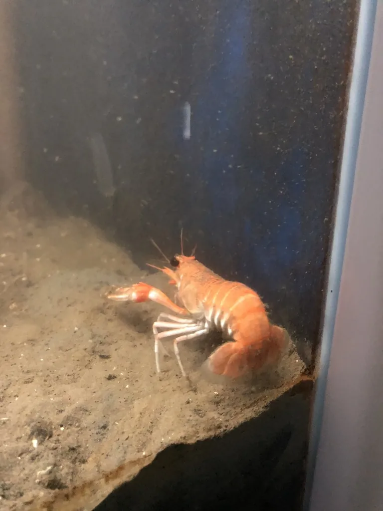 Nephrops norvegicus