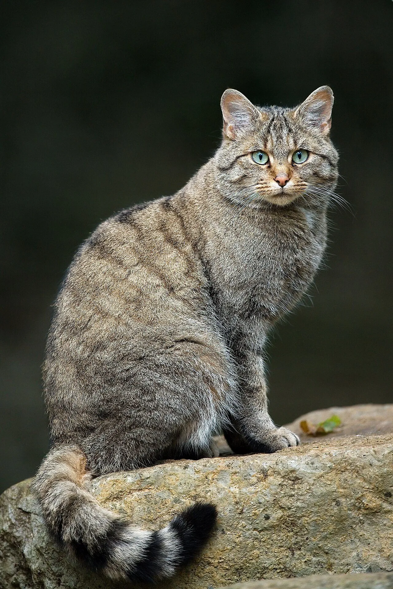 Gato-bravo