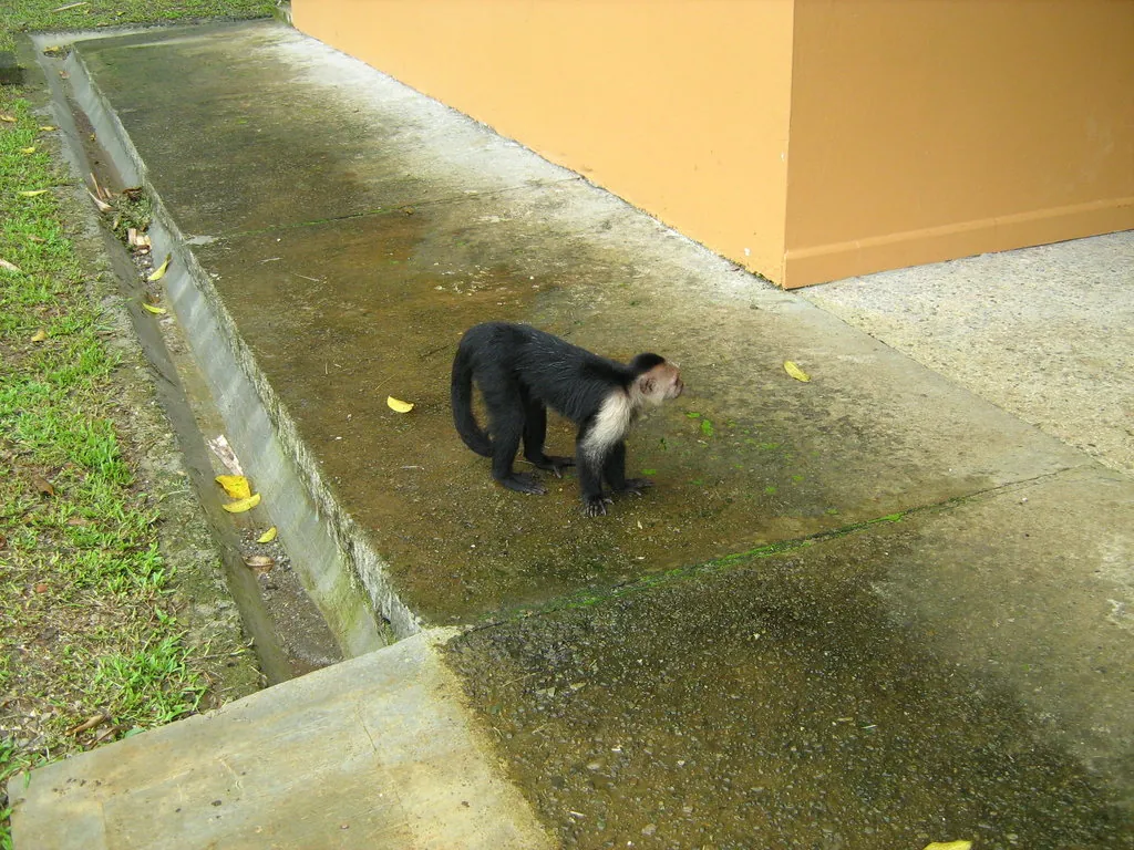 Macaco-prego-de-cara-branca