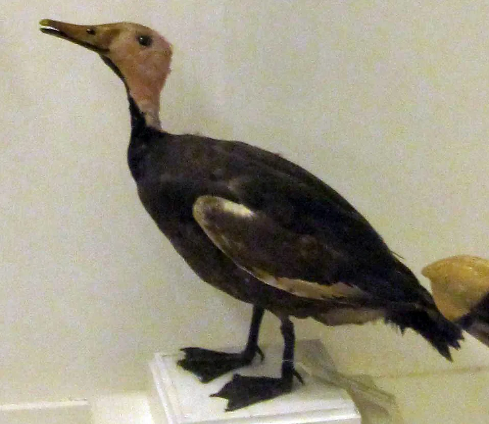 Pato-de-cabeça-rosa