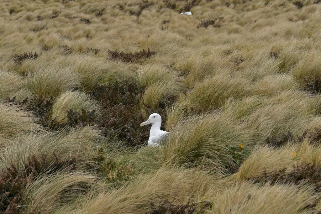 albatroz-real